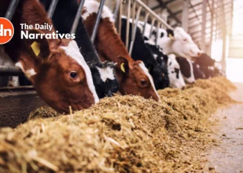 New US Regulations: Enhanced Bird Flu Testing and Tracking in Dairy Cows