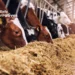 New US Regulations: Enhanced Bird Flu Testing and Tracking in Dairy Cows