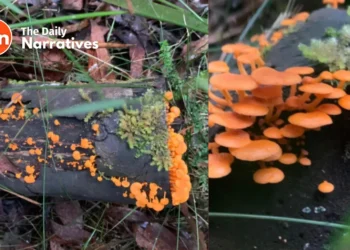 Mysterious Growth in Australian Forests Causes Alarm: Widespread Concerns Arise