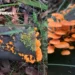 Mysterious Growth in Australian Forests Causes Alarm: Widespread Concerns Arise